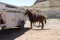 Impatient mules [sun apr 23 10:45:17 mdt 2023]